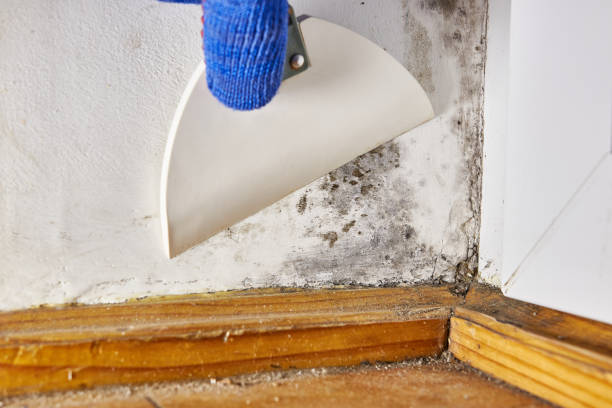  Dickinson, TX Mold Removal Pros